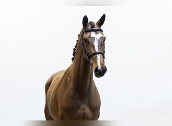 Zangersheider, Jument, 6 Ans, 162 cm