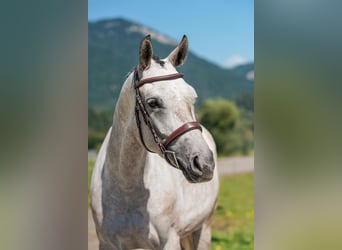 Zangersheider, Jument, 6 Ans, 162 cm, Gris