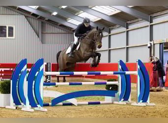 Zangersheider, Jument, 6 Ans, 164 cm, Bai