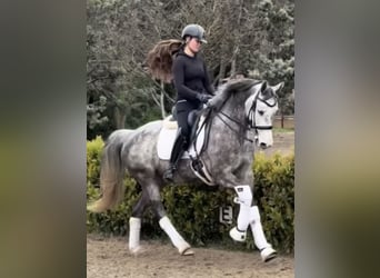 Zangersheider, Jument, 6 Ans, 164 cm, Gris