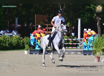 Zangersheider, Jument, 6 Ans, 164 cm, Gris