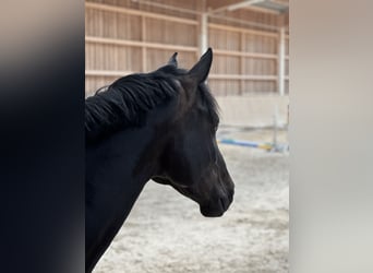 Zangersheider, Jument, 6 Ans, 165 cm, Bai brun foncé