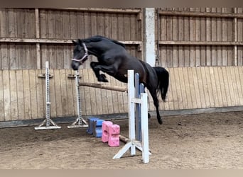 Zangersheider, Jument, 6 Ans, 165 cm, Bai brun foncé