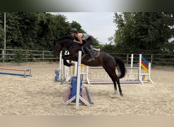 Zangersheider, Jument, 6 Ans, 165 cm, Bai brun foncé