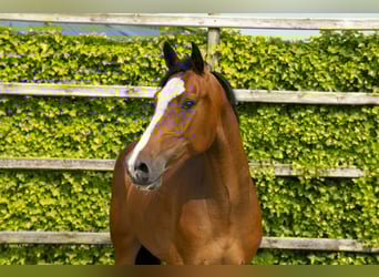 Zangersheider, Jument, 6 Ans, 165 cm, Bai