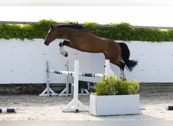 Zangersheider, Jument, 6 Ans, 165 cm, Bai