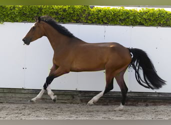 Zangersheider, Jument, 6 Ans, 165 cm, Bai