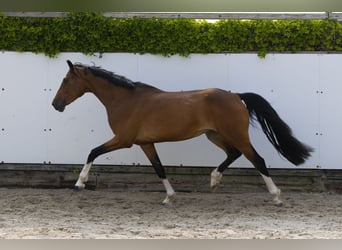 Zangersheider, Jument, 6 Ans, 165 cm, Bai