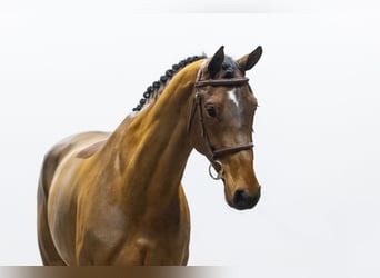 Zangersheider, Jument, 6 Ans, 165 cm