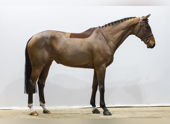 Zangersheider, Jument, 6 Ans, 165 cm