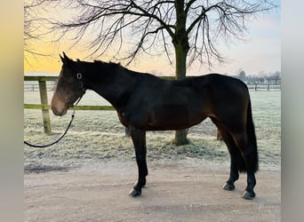 Zangersheider, Jument, 6 Ans, 166 cm, Bai