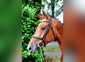 Zangersheider, Jument, 6 Ans, 166 cm, Bai