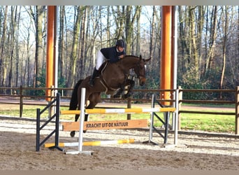 Zangersheider, Jument, 6 Ans, 167 cm, Bai brun