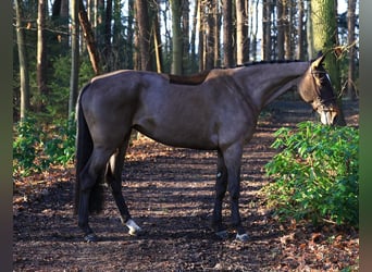 Zangersheider, Jument, 6 Ans, 167 cm, Bai brun