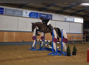 Zangersheider, Jument, 6 Ans, 167 cm, Bai brun
