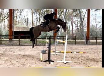 Zangersheider, Jument, 6 Ans, 167 cm, Bai brun