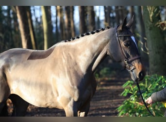 Zangersheider, Jument, 6 Ans, 167 cm, Bai brun
