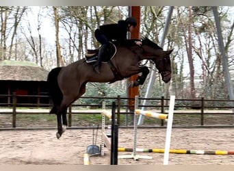Zangersheider, Jument, 6 Ans, 167 cm, Bai brun