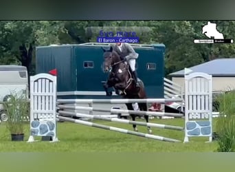 Zangersheider, Jument, 6 Ans, 168 cm, Bai brun
