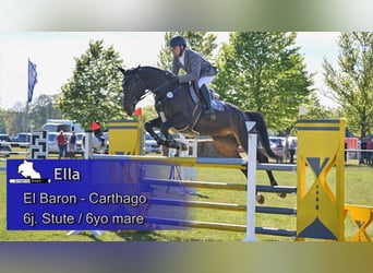Zangersheider, Jument, 6 Ans, 168 cm, Bai brun