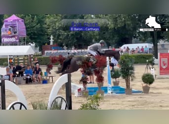 Zangersheider, Jument, 6 Ans, 168 cm, Bai brun