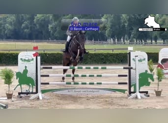 Zangersheider, Jument, 6 Ans, 168 cm, Bai brun