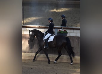 Zangersheider, Jument, 6 Ans, 168 cm, Bai brun foncé