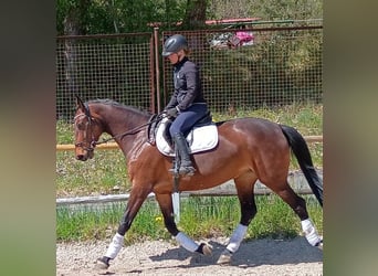 Zangersheider, Jument, 6 Ans, 168 cm, Bai cerise
