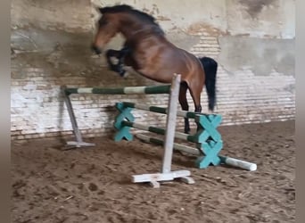Zangersheider, Jument, 6 Ans, 168 cm, Bai