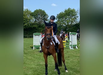 Zangersheider, Jument, 6 Ans, 168 cm, Bai