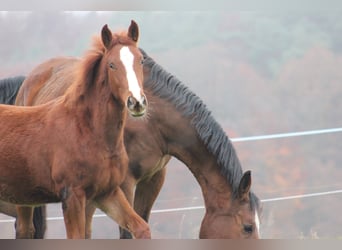 Zangersheider, Jument, 6 Ans, 169 cm, Alezan