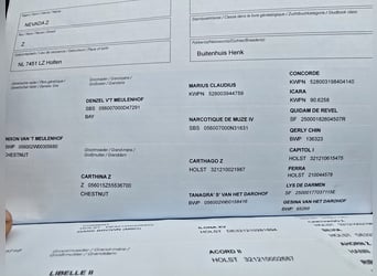 Zangersheider, Jument, 6 Ans, 169 cm, Bai