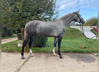 Zangersheider, Jument, 6 Ans, 170 cm, Gris