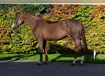 Zangersheider, Jument, 6 Ans, 171 cm, Alezan brûlé