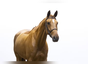 Zangersheider, Jument, 6 Ans, 171 cm, Cremello