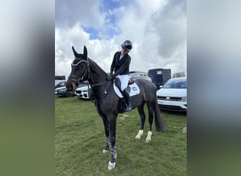 Zangersheider, Jument, 6 Ans, 172 cm, Bai brun foncé