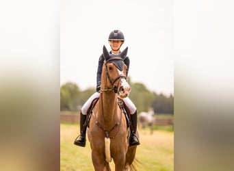 Zangersheider, Jument, 6 Ans, 173 cm, Alezan