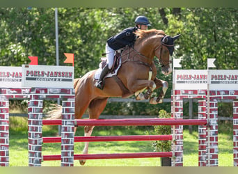 Zangersheider, Jument, 6 Ans, 173 cm, Alezan