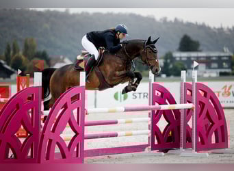 Zangersheider, Jument, 6 Ans, 173 cm, Bai