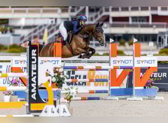 Zangersheider, Jument, 6 Ans, 173 cm, Bai