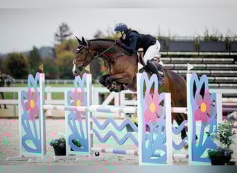 Zangersheider, Jument, 6 Ans, 173 cm, Bai