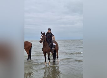 Zangersheider, Jument, 6 Ans, Bai