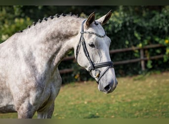 Zangersheider, Jument, 6 Ans, Gris pommelé