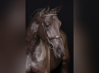 Zangersheider, Jument, 6 Ans, Noir