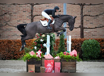 Zangersheider, Jument, 6 Ans, Noir