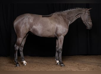 Zangersheider, Jument, 6 Ans, Noir