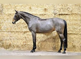 Zangersheider, Jument, 7 Ans, 162 cm, Bai brun