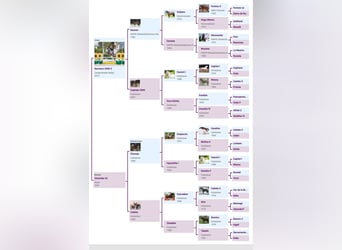 Zangersheider, Jument, 7 Ans, 163 cm