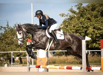 Zangersheider, Jument, 7 Ans, 163 cm