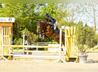 Zangersheider, Jument, 7 Ans, 164 cm, Bai